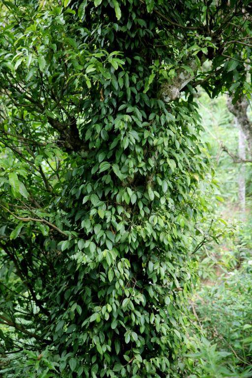 Pepper Garden Resort