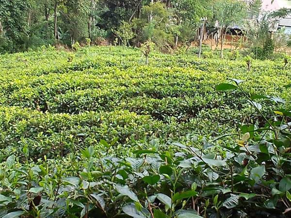 Talblick Homestay Ella