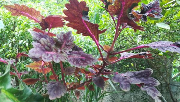 Blue Sky Guest House