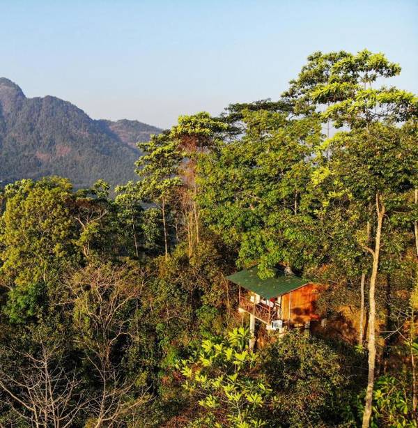 Tree Houses by Jungle River