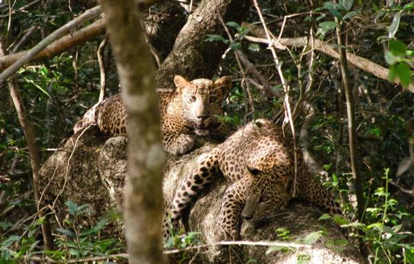 Mahoora - Wilpattu by Eco Team