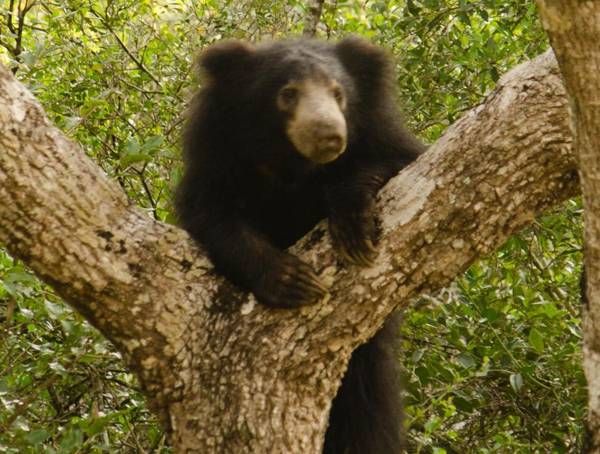 Mahoora - Wilpattu by Eco Team