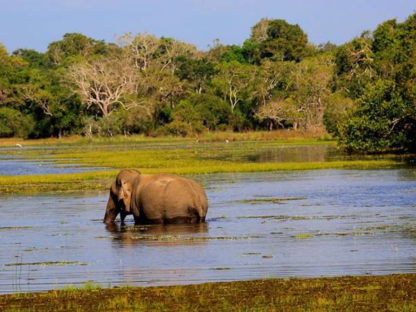 TEMBO Cottage Wilpattu