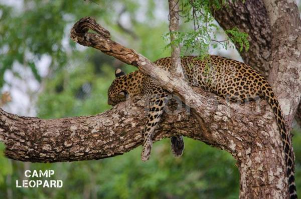 Camp Leopard - Yala Safari Glamping