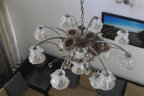 Bird's Nest by Natures Bliss