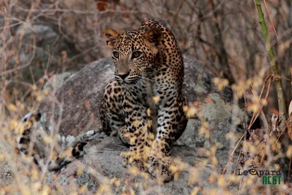 Leopard Nest - Glamping in Yala