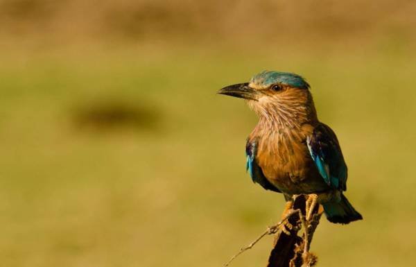 Mahoora - Udawalawe by Eco Team