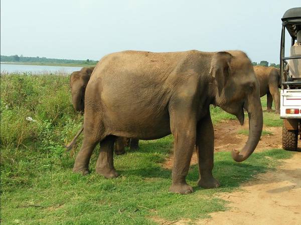 Hotel Le Green Udawalawe