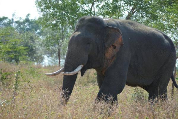 Leesa Villa Safari Resort