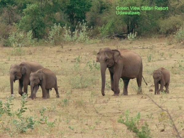 Green View Safari Resort