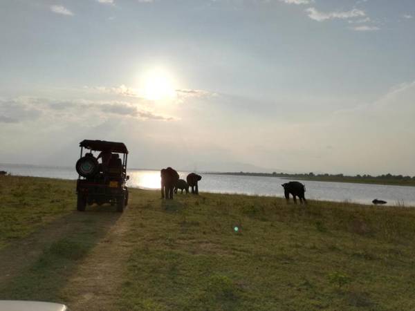 Induwara Safari Resort