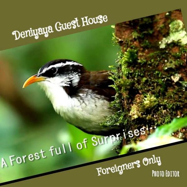 Deniyaya Guest House