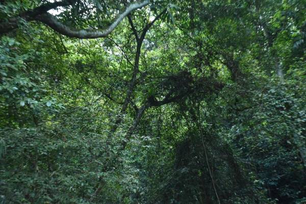 Sinharaja Kurulu Ella Eco Resort