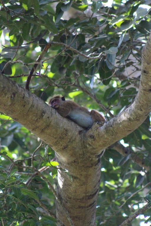 Talalla Bay Beach House