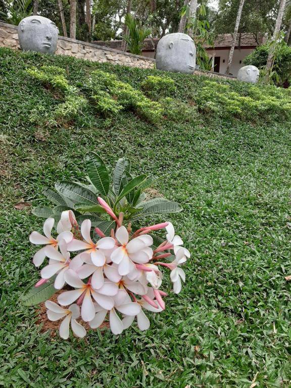 Jackland Holiday Cabanas