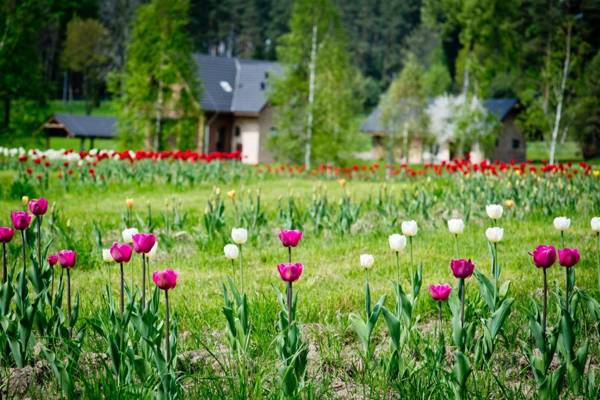 Harmony Park Countryside Villas & SPA