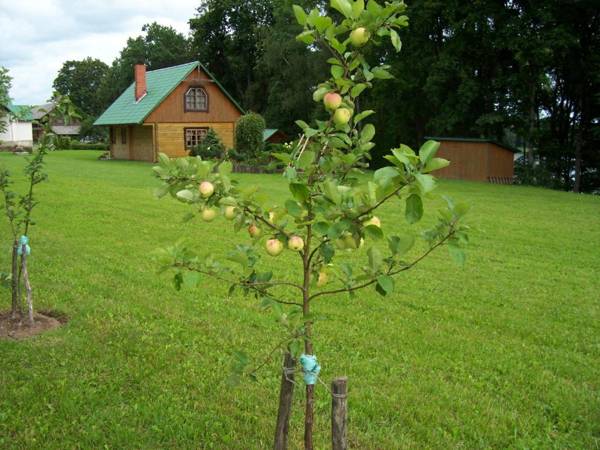 Holiday Home Dālderi