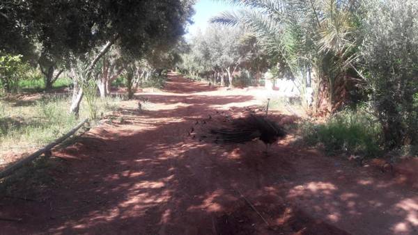 Dar Alfourssane Ferme d’hôte