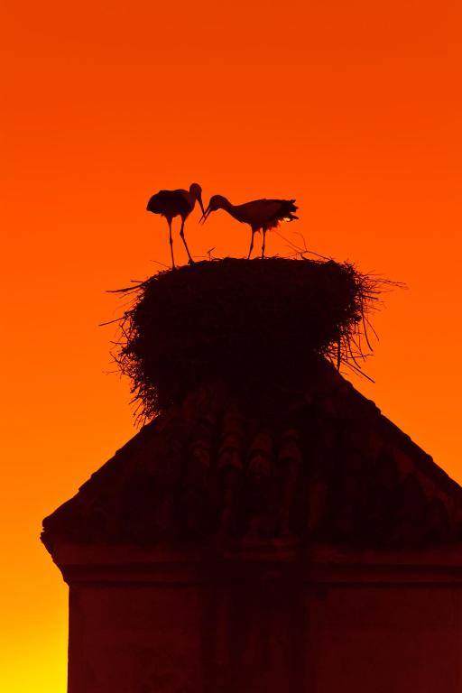 Dar Les Cigognes by Sanssouci Collection