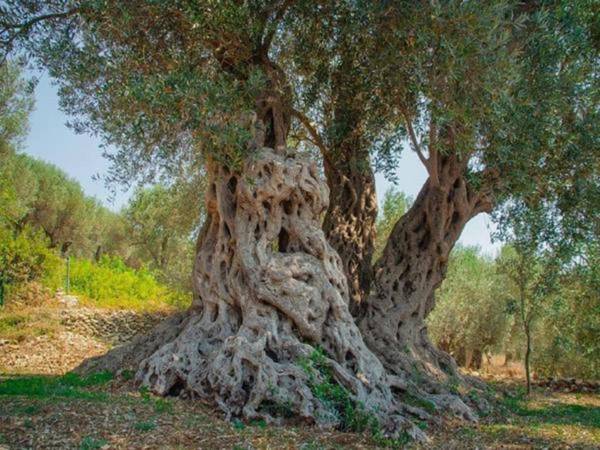 Holiday Park Olive Tree