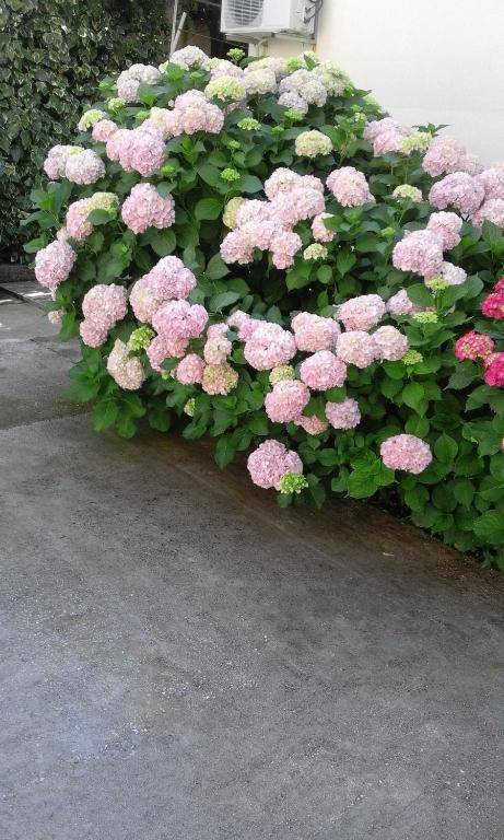 Apartments Ratković