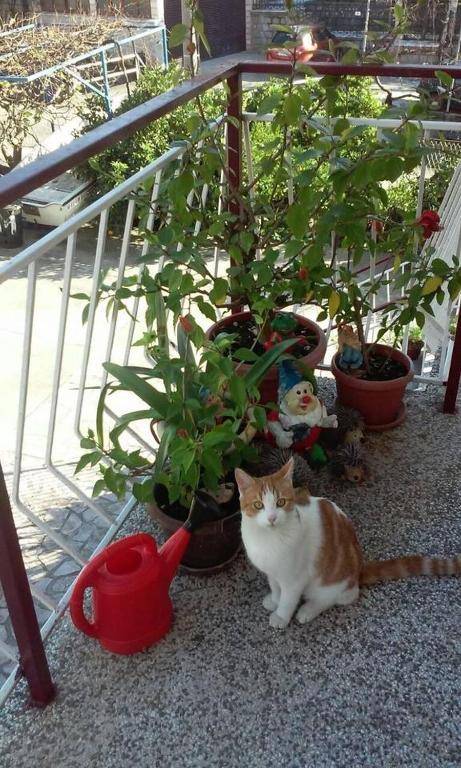 Private rooms - Tivat