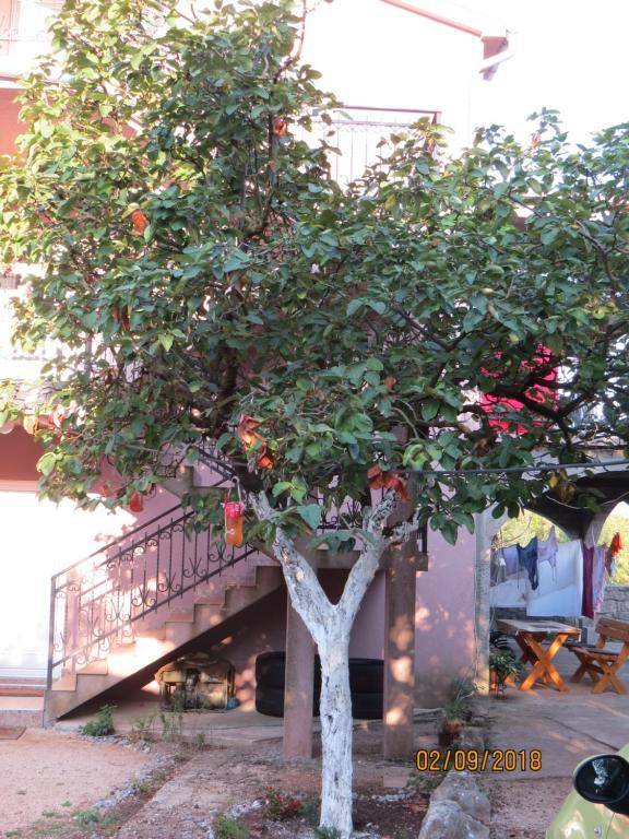 Apartmani “Dunja”