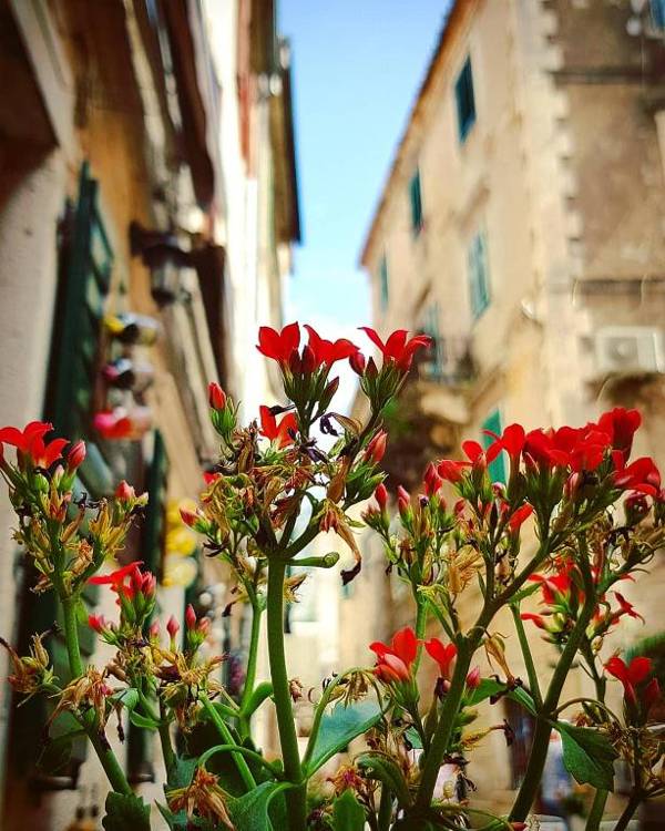 Kotor Bagus - Cozy Boutique Old Town Studio with Seaview Terrace