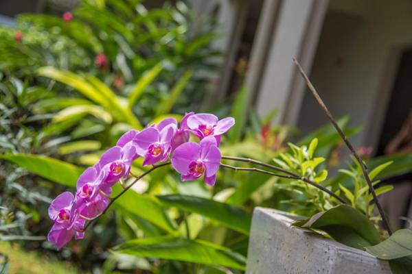 La Pagerie - Tropical Garden Hotel