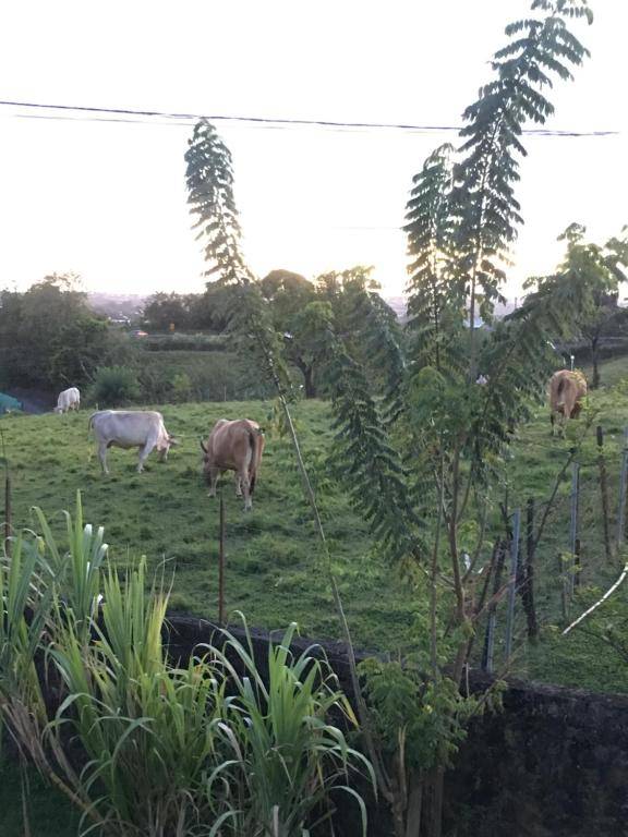La Colline Bed and Table