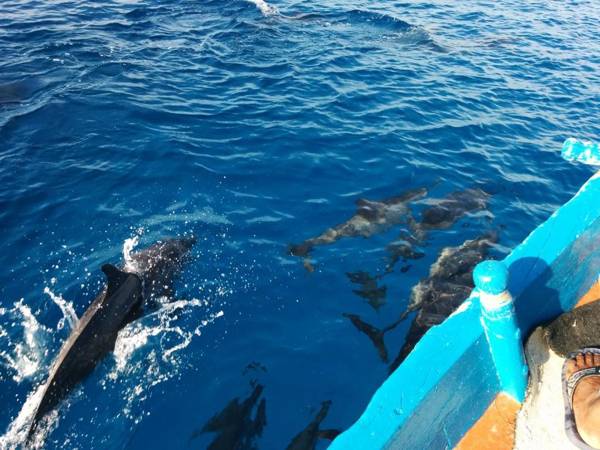 Vaali Beach & Dive Lodge Maldives