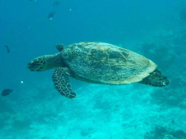 Vaali Beach & Dive Lodge Maldives