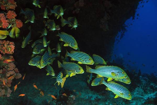 Fushifaru Maldives