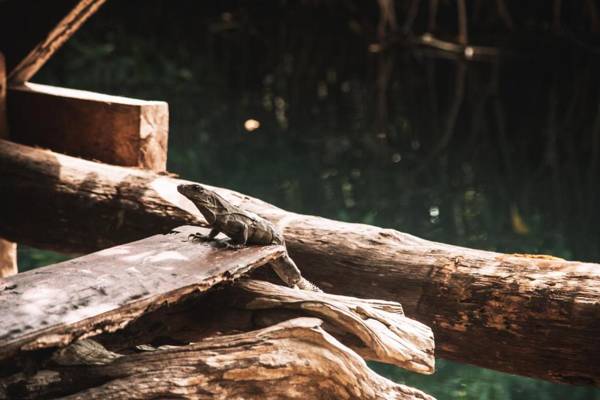 Uman Glamping & Cenote Tulum