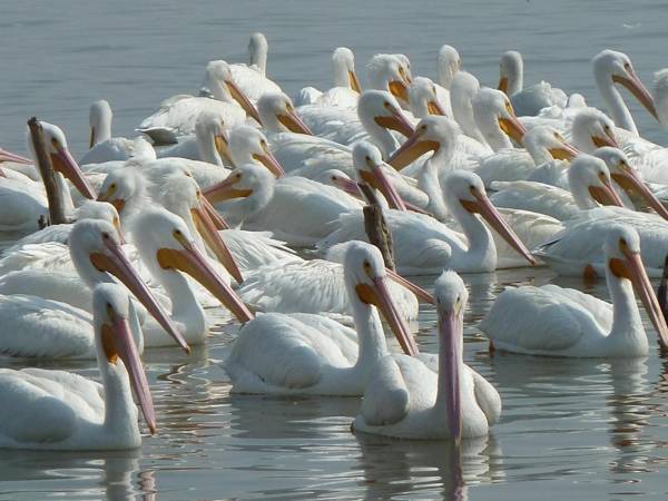 Las Palomas Bed & Breakfast (16 y Mayores)