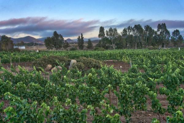 Don Tomas Viñedo cabañas