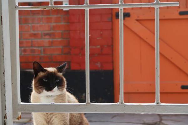 Japie's Yard Self-Catering Apartment