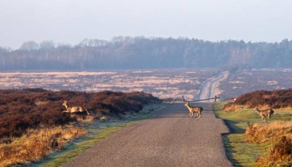 Postillion Amersfoort Veluwemeer