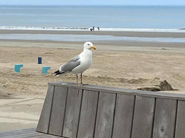 Appartementen STRANDHUYS en DE VUURTOREN - Amelander Kaap met ZWEMBAD