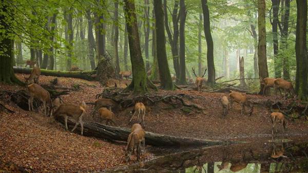 Witte Berken Natuurhotel
