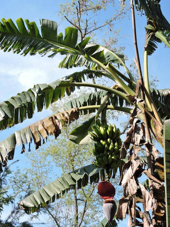 Bardia Wildlife Resort