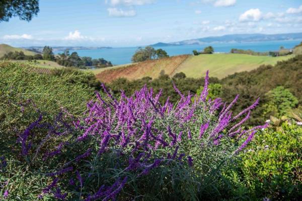 Waiheke Luxury Blue and Green Rooms
