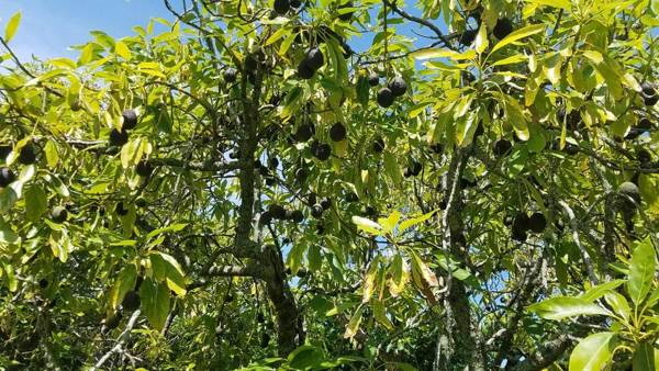 Kerigold Secluded Chalets Motel