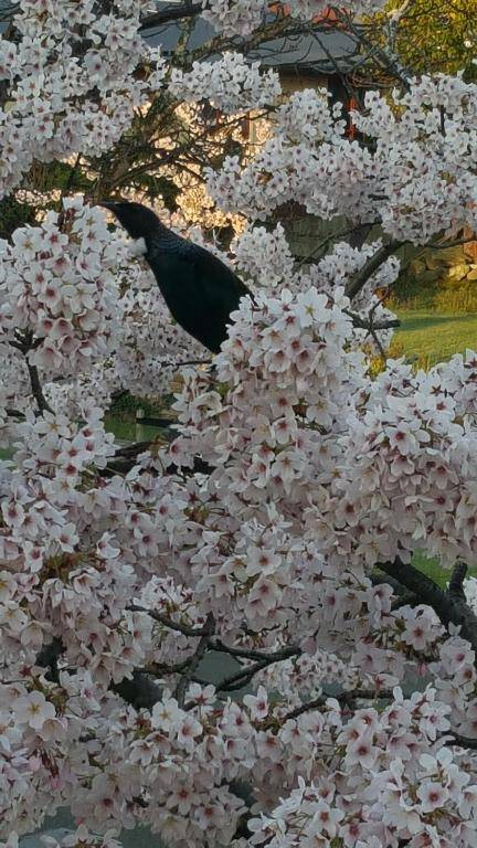 Golden Leaf Apartments