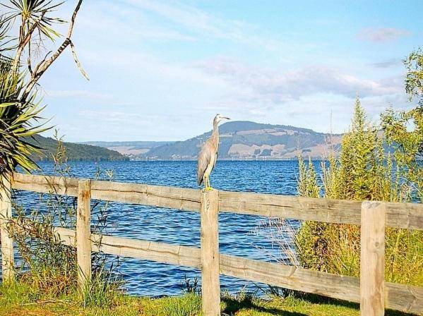 Blue Heron Lodge - Hamurana Holiday Home