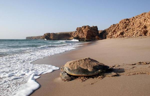 Ras Al Jinz Turtle Reserve