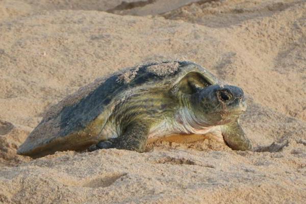 Turtle Guest House