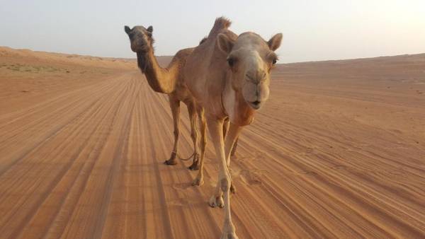 Oman Desert Private Camp