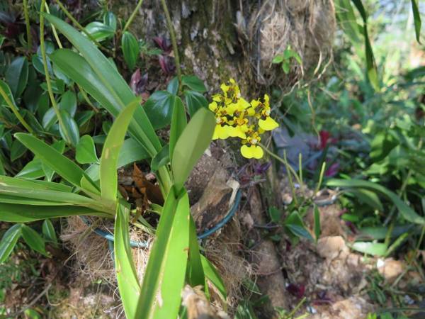 The Hacienda Apartment