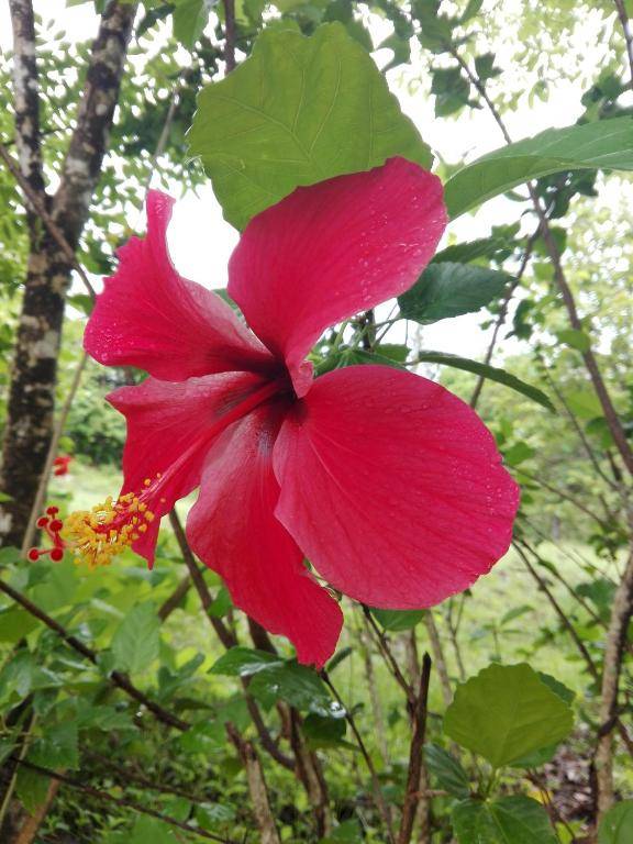 Eco-Lodge Deseo Bamboo